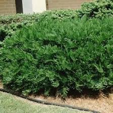 Image result for Alafia zambesiaca