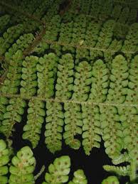 Image result for Megalastrum lanuginosum