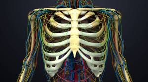 It is located in the right upper quadrant of the abdomen, under the diaphragm and on top of. 5 380 Rib Cage Stock Photos Free Royalty Free Rib Cage Images Depositphotos