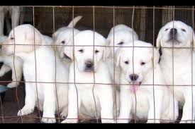 We specialize in breeding beautiful white english polar bear labradors, which are the lightest shade of ckc registered yellow labradors. Akc Polar Bear White Labrador Puppies For Sale In Beach Texas Classified Americanlisted Com