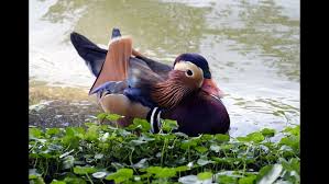 As pets, they can be kept like one would keep barnyard ducks. Stunning Rare Mandarin Duck Mysteriously Appears In Central Park Kare11 Com