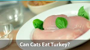 Theobromine is highly toxic to cats and can. Can Cats Eat Turkey Cat Foods With Turkey Meat