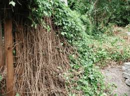 When ivy growth is particularly dense and sprawling, it may be necessary to gradually reduce the growth to the point where the roots can be effectively accessed and removed. Ivy Removal In A Home Landscape Osu Extension Service