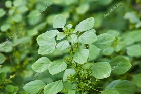Image result for Acalypha fruticosa