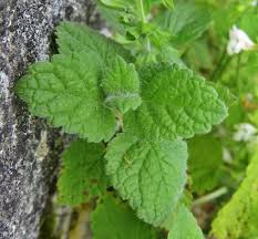 24 Plantes Comestibles Faciles A Reconnaitre Plantes Sauvages Comestibles Plantes Comestibles Plantes Sauvages