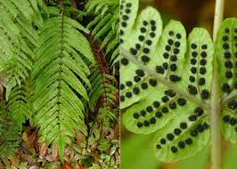 Image result for Pneumatopteris