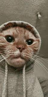 Pin By Julcia Lac On Oboi Cute Cat Wallpaper Cute Animals Cat Aesthetic