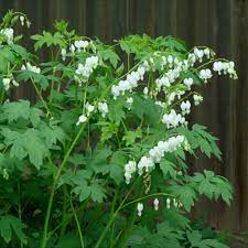 Plant with white heart shaped flowers. Bleeding Heart Old Fashioned White Friends School Plant Sale