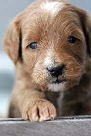 If they anxiously await each meal or immediately pounce on the food bowl when it is set down. Puppy Info Utah Goldendoodle Breeders Goldendoodle Express
