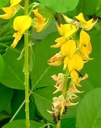 Image result for Carpolobia