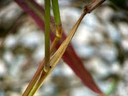 Image result for Digitaria nuda