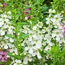 Image result for Angelonia