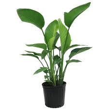 Costa Farms White Bird Of Paradise In 9 1 4 In Pot 10white The Home Depot Birds Of Paradise Plant Paradise Plant House Plants Indoor