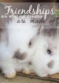 Find the perfect vet tech stock illustrations from getty images. Rabbits From Sweet Binks Rabbit Rescue In Rhode Island Such Cute Bunny Friends Friendship Quotes Cute Animal Quotes Baby Bunnies