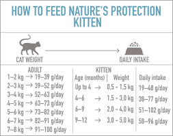 The frequency that your kitten eats normally depends on how old they are: My 7 Month Old Female Persian Kitten Is 1 8 Kg 4 Lbs Is It Normal Quora