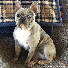 Our puppies are only meant to be pets for others to share love and enjoy life with. French Bulldogs For Sale In Texas Wild Blue French Bulldogs