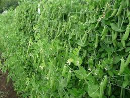 Pick snow peas when the pods have formed but the peas are just beginning to form little bumps. Sugar Snap Peas Super Sweet Organically Grown Open Pollinated Caribbeangardenseed