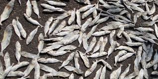 Some Of The Fish You Eat In India Can Make You Very Sick
