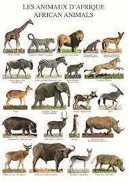 This article will take you on an african safari with the following african animals list. Small African Animals List What Animals Live In Africa Worldatlas List Of African Animals Extinct In The Holocene Uncommitted Hearts