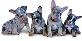French bulldog (frenchie) puppies for sale in florida, near miami, near tampa florida. Fancy Frenchies Florida Fancy Frenchies French Bulldogs Breeders