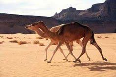 How would you survive without water? 13 Desert Wildlife Ideas Wildlife Cute Lizard Animals
