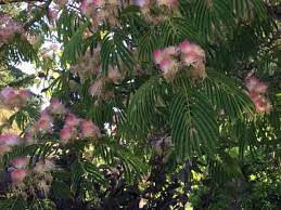 In fact, millions of seedlings and budded trees are produced every year for commercial nurseries around the country. Good Trees For Urban Gardens Mimosa Tree A Pink Gift In The Summer My Edmonds News