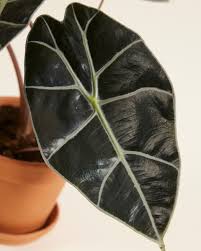 Image result for Kotschya longiloba