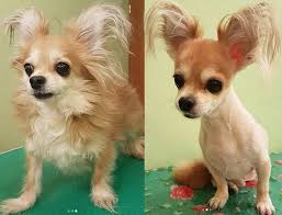 10 Best Long Haired Chihuahua Haircuts Page 2 Of 5 The Paws Cute Chihuahua Chihuahua Long Haired Chihuahua