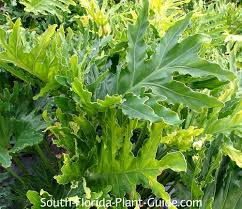 The cut leaves of the philodendron hope selloum can survive for months in a vase. Hope Philodendron