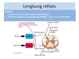 Makalah lengkung refleks / 20 semua lengkung refleks. Makalah Lengkung Refleks Lengkung Refleks