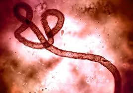Ebola virus disease (evd) is a rare and deadly disease most commonly affecting people and nonhuman primates (monkeys, gorillas, and chimpanzees). Ebola Outbreak In Guinea Originated From Past Epidemic The Scientist Magazine