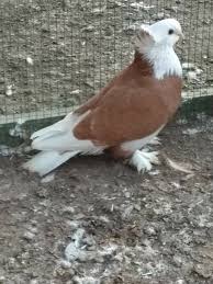 Yucel Ayhan Adli Kullanicinin Guvercin Panosundaki Pin Guzel Kuslar Kus Doga