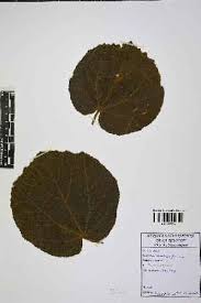 Image result for Dombeya shupangae