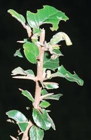 Image result for Scutia