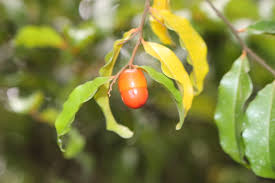 Image result for Olax pentandra