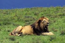 | meaning, pronunciation, translations and examples Lowe Alle Infos Im Steckbrief Herz Fuer Tiere De