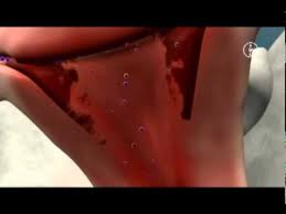 Ab wann ist ein schwangerschaftstest positiv nach dem eisprung? á… Eisprungrechner Eisprung Berechnen