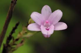 Image result for Polystachya dendrobiiflora