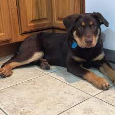 Find australian kelpies for sale on oodle classifieds. Meet Rolo The Australian Kelpie Mix Aww