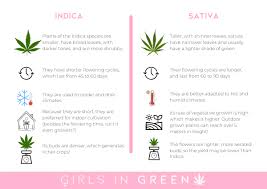 Not only do indica and sativa leaves look different, but they produce. Sativa X Indica Main Differences Girls In Green