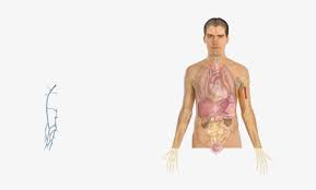 More and more people around the world have artificial organs, thanks to bionic. Banner Library Library Basics Clip Art At Clker Com Man Body Parts Chest Free Transparent Png Download Pngkey