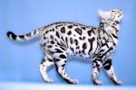What is a Silver Bengal Cat? [ 2020 ] - fluffyplanet