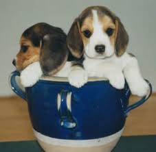 A small puppy may be available to you for about rs. Teacup Dog Breed List With Pictures So Innocent And Cute