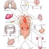 All of these organ functions primarily do their work. 1