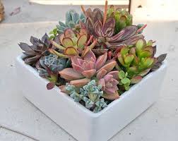 Articulos Similares A Step By Step Pdf Instructions Wall Mounted Succulent Garden En Etsy Succulent Arrangements Succulents Succulents Garden