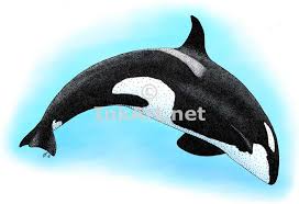 We paint over a pencil, leaving a white spot about an eye. Killer Whale Or Orca By Rogerdhall On Deviantart