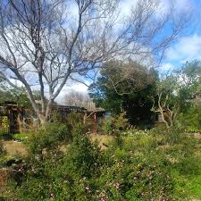 Image result for Chlorophytum krookianum