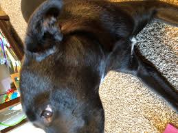 She was inside and people were with her all day. My Dog Is 1 Year Old Australian Shepard Mix Over The Course Of One Night She Developed A Large Mass On The Side Of Her Jaw The Mass Petcoach