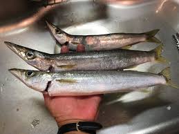 カマスのはなし 手のヒラアジのメッキ道鍛練中
