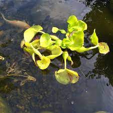 Water Hyacinth Turning Yellow